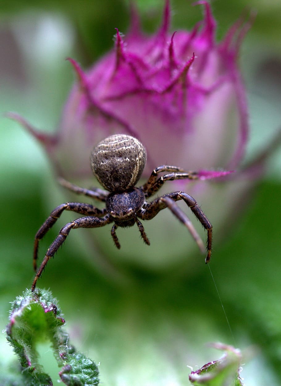 Spider, Black, Flower, Arachnid, one animal, animal wildlife HD wallpaper