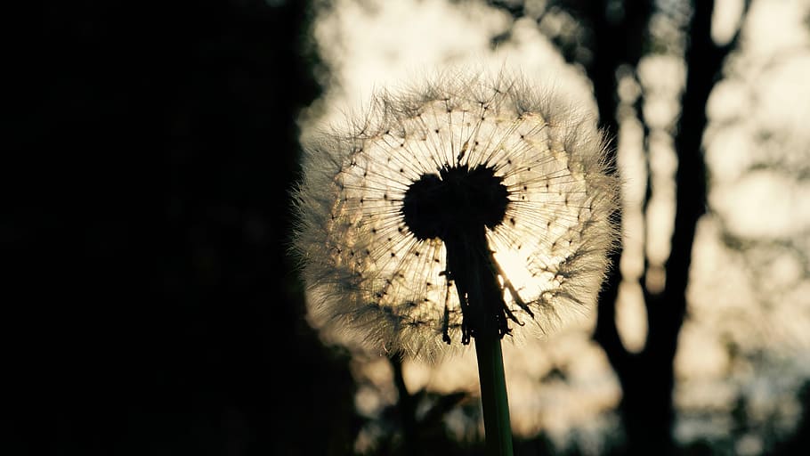 Dandelion, Shadow, Back Light, flower, nature, silhouette, uncultivated HD wallpaper