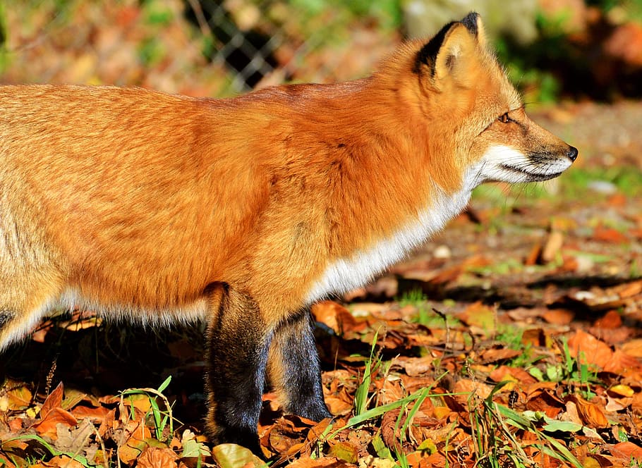 close-up brown and white fox on brown leaf, fuchs, red fox HD wallpaper