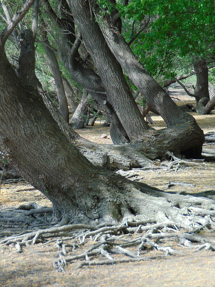 Trees, Roots, part, tree trunk, nature, outdoors, day, no people HD wallpaper
