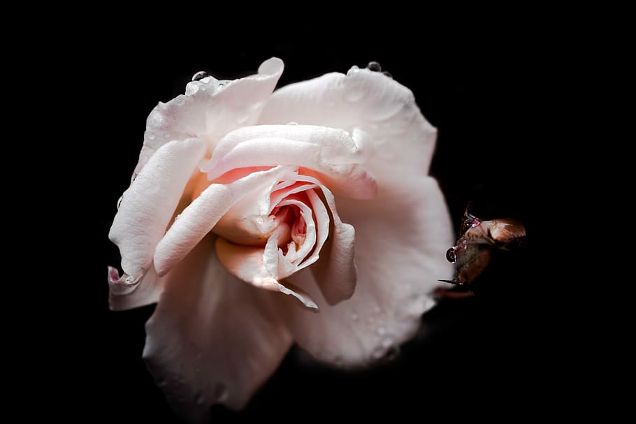 pink rose flower in selective focus photography, pink rose flower macro photography HD wallpaper