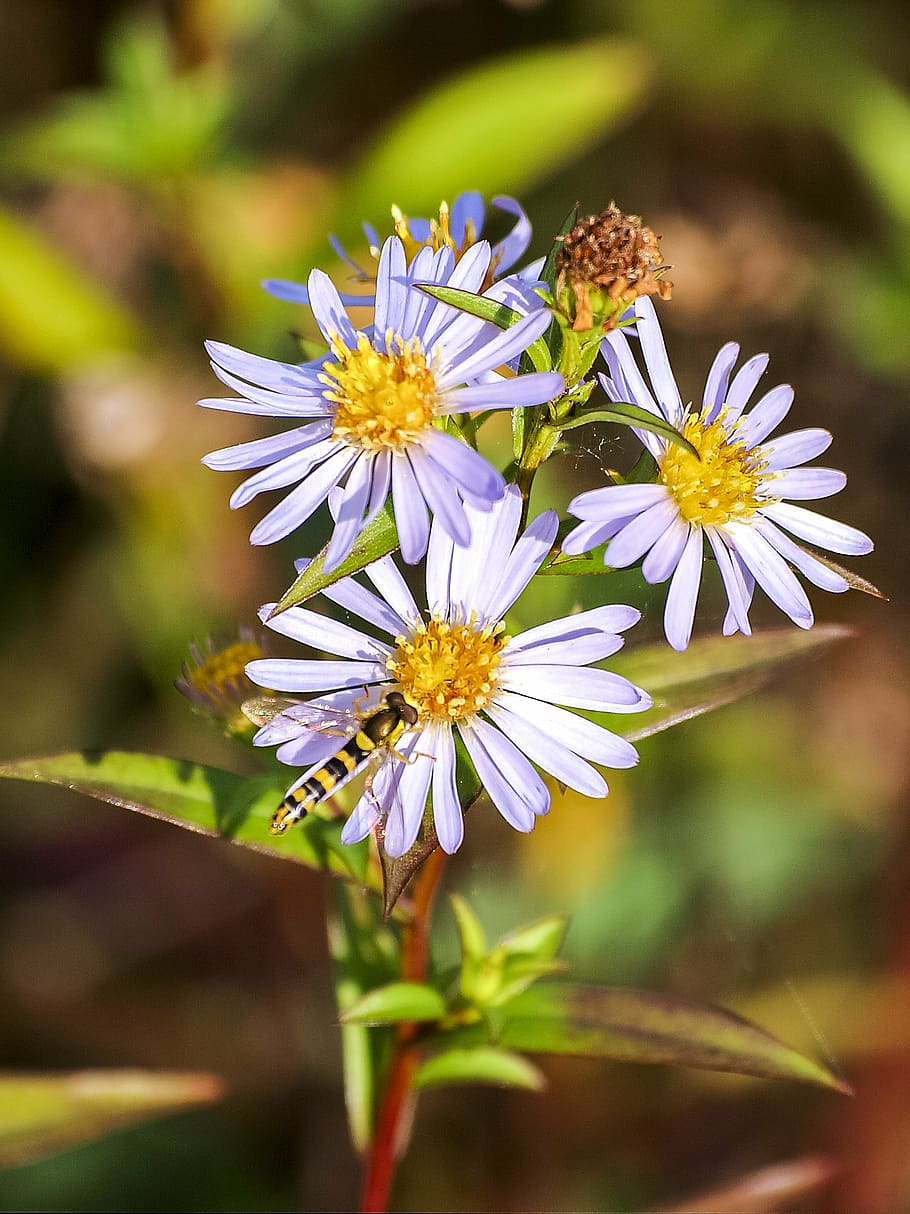 fleabane, flower, blossom, bloom, plant, nature, flowering plant HD wallpaper