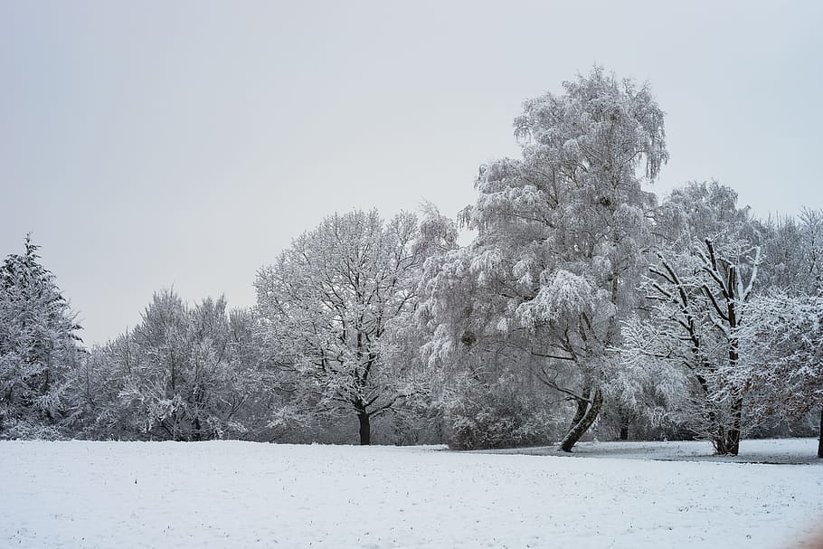 winter, snow, frost, cold, landscape, wintry, trees, forest HD wallpaper