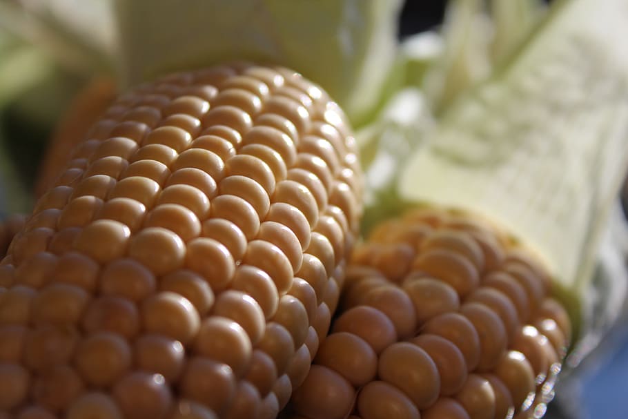corn on the cob, nature, vegetables, food, autumn, harvest HD wallpaper