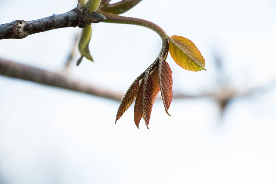 nature, outdoors, sheet, tree, spring, nuts, greek, plant, close-up HD wallpaper