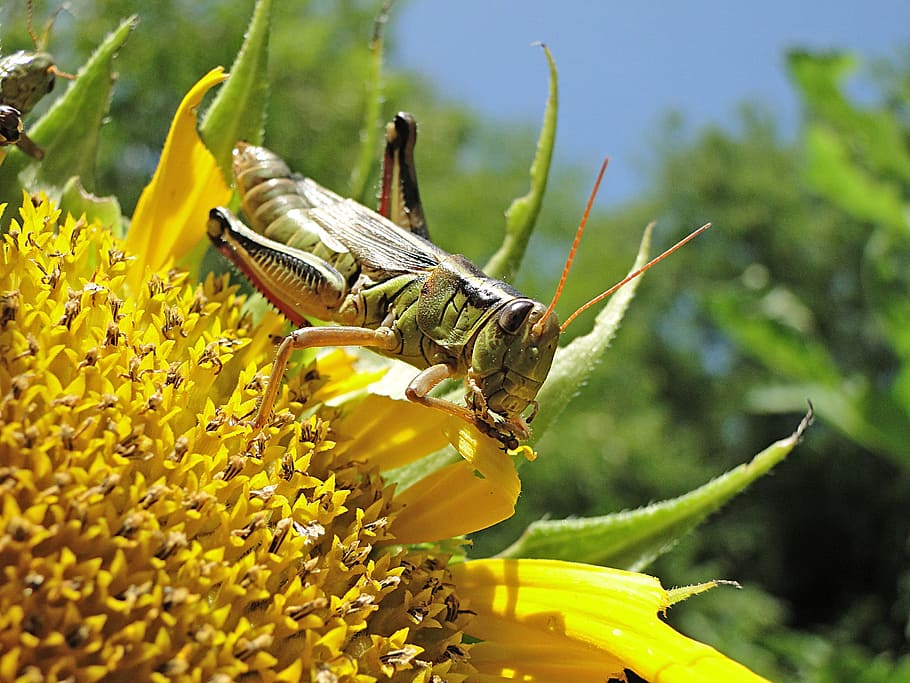 grasshopper, locust, insect, eating, macro, bug, destructive HD wallpaper