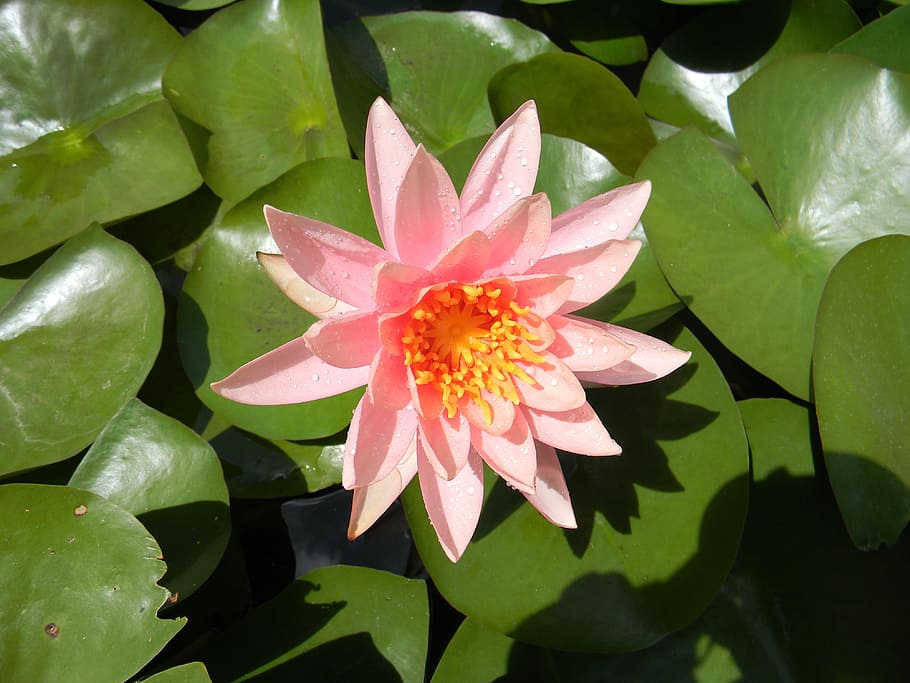 water lily, flower, nymphaea, plant, leaf, beauty in nature HD wallpaper