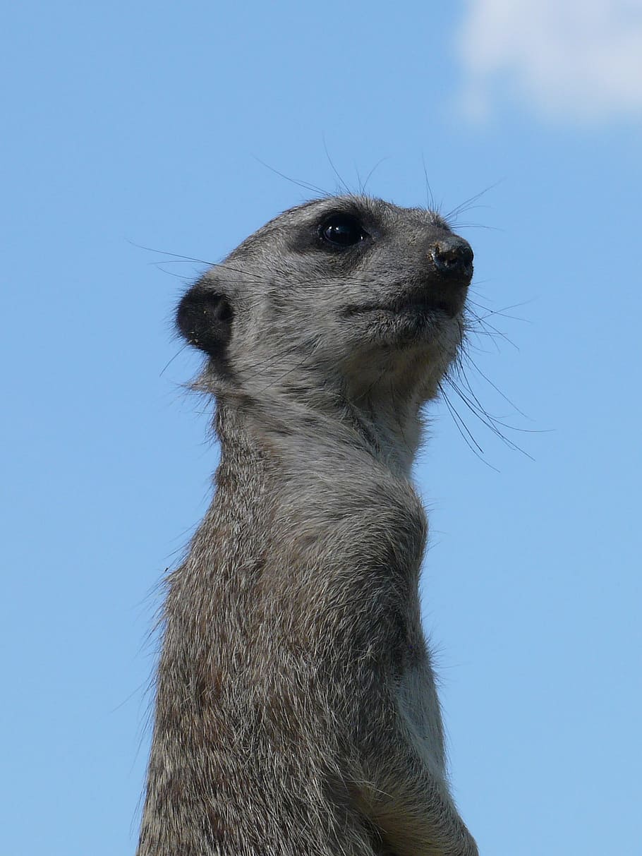 meerkat, zoo, animal, head, view, sky, hluboká, blue sky, patrol, HD wallpaper