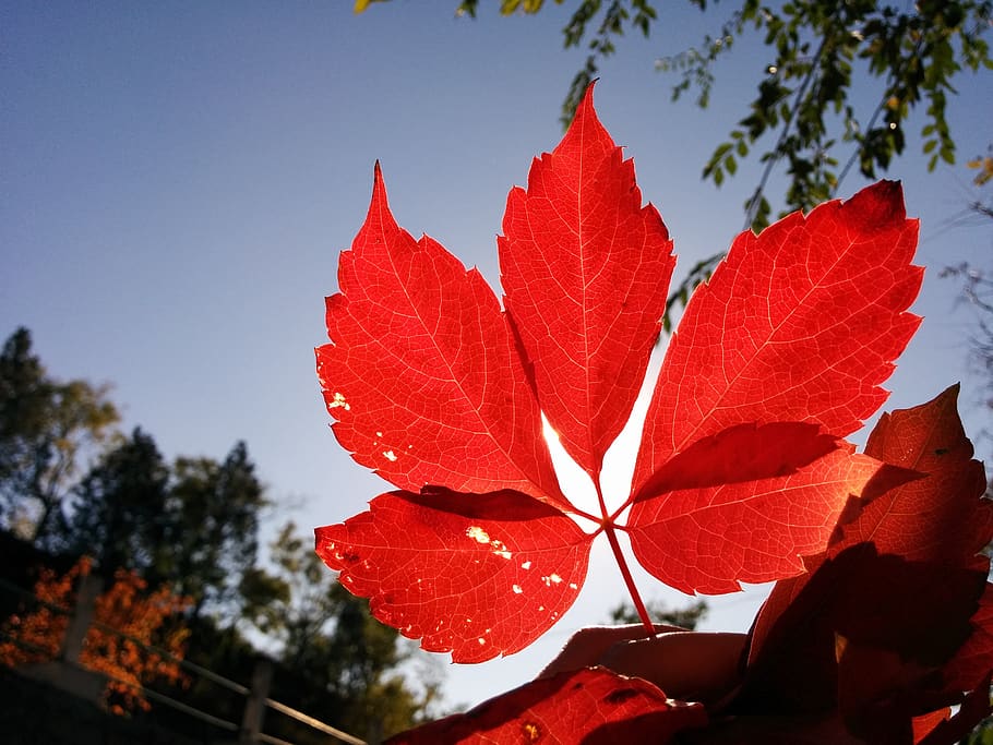 leaf, red, autumn, plant, beauty in nature, close-up, fragility HD wallpaper