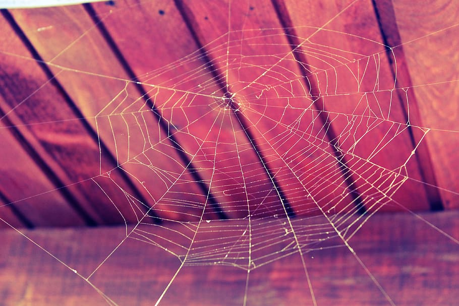 spider web near brown wooden surface, cobweb, nature, halloween HD wallpaper
