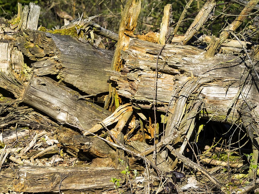 wood, forest, nature, log, tree, brown, old, tribe, dry wood HD wallpaper