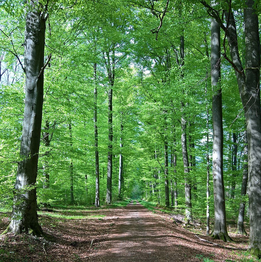 forest, away, trees, green, forest path, trail, hiking, sunny HD wallpaper