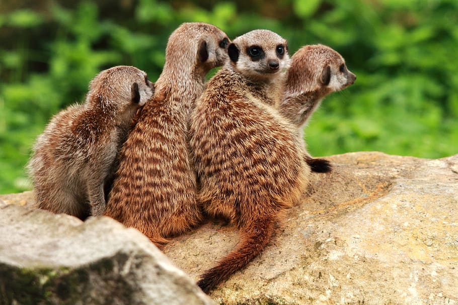 meerkat, animals, watch, animal themes, mammal, group of animals HD wallpaper