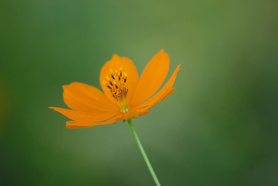 yellow flower, nature, spring, flowering plant, fragility, freshness HD wallpaper