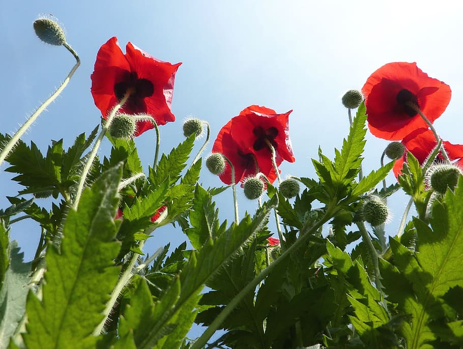 Poppies, Flowers, Nature, Fields, country, wild flower, petals HD wallpaper