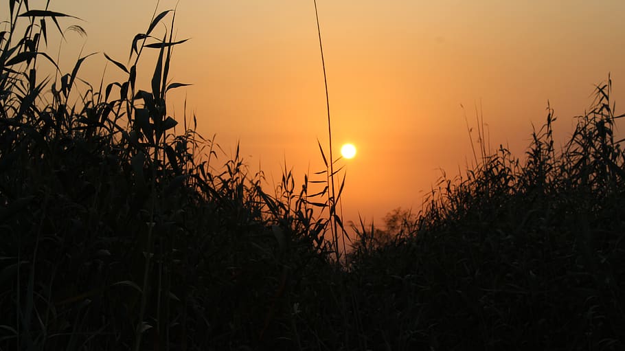 sunset, farm, orange, sky, beauty in nature, plant, growth HD wallpaper