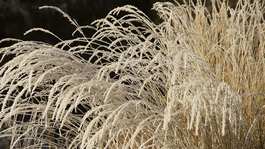 grass, withered, dried, wilted, white, winter, ice, snow, crystal HD wallpaper