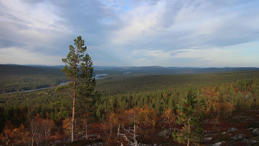 Forest, Nature, Landscape, Fell, outdoors, hiking, arctic circle HD wallpaper