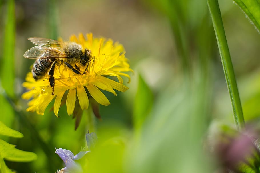 bee, dandelion, flower, pollen, honey bee, close, blossom, bloom HD wallpaper