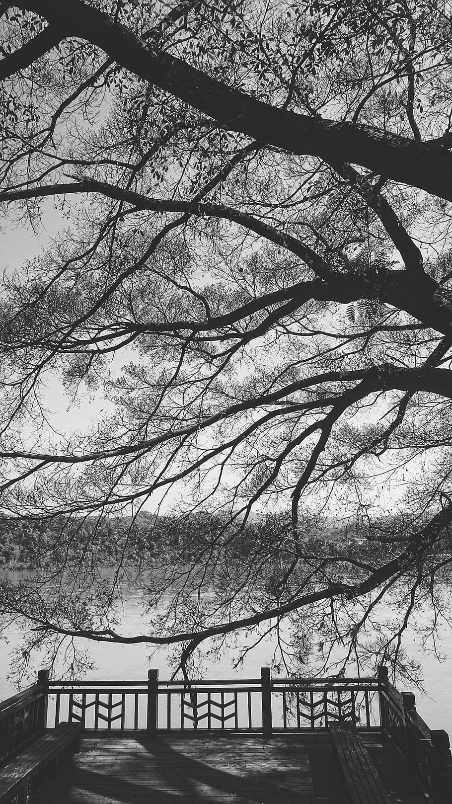 Scenery, Trees, Natural, the scenery, black and white, branch