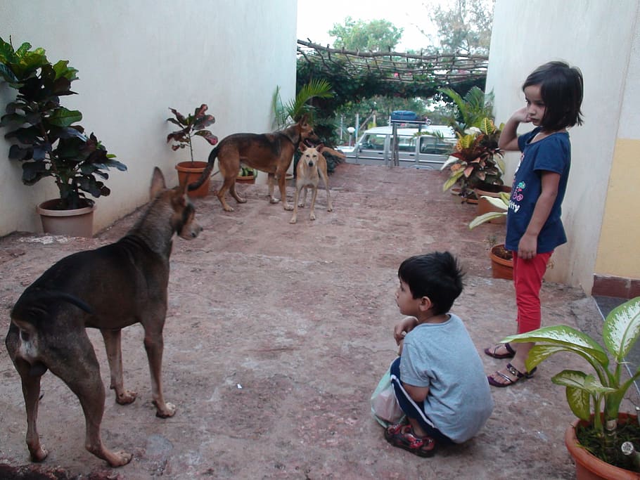 impression, india, children, dogs, ganpatipule, boy, girl, childhood HD wallpaper
