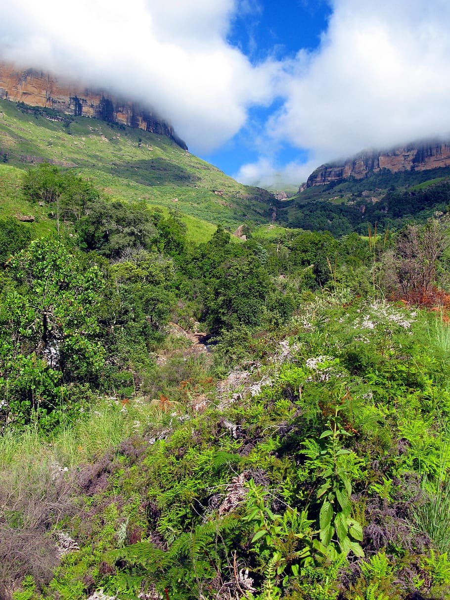 Drakensberg Mountains, Flowers, wild flowers, scenics, landscape, HD wallpaper