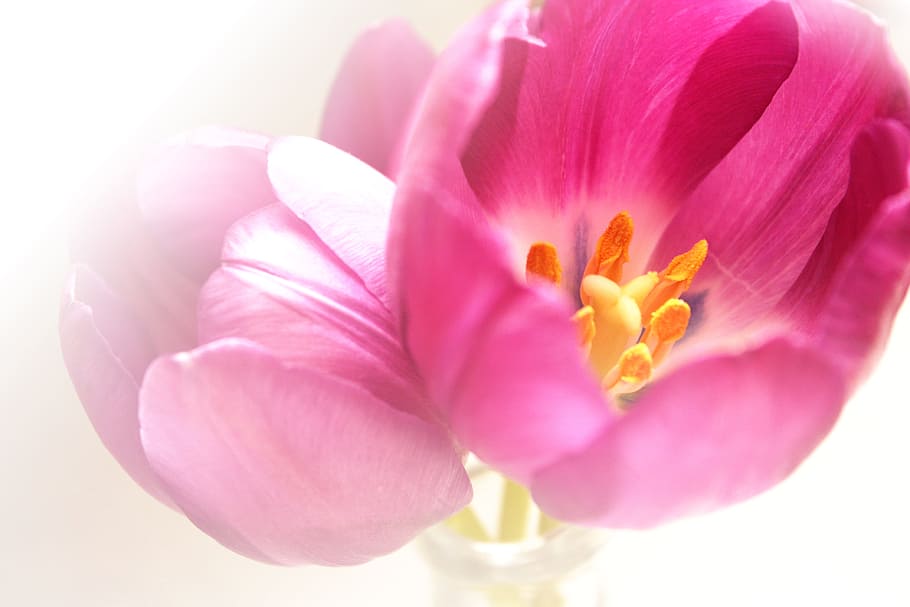 two pink Tulip flower in vase, spring, flora, nature, birthday HD wallpaper
