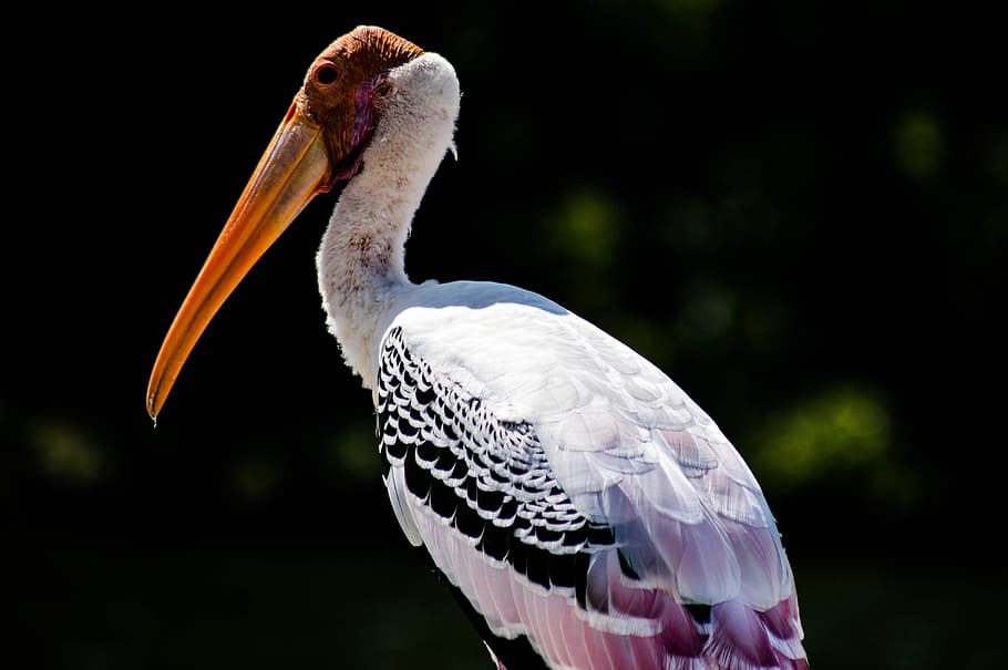 shallow focus of pelican, selective focus photography of giant stork HD wallpaper