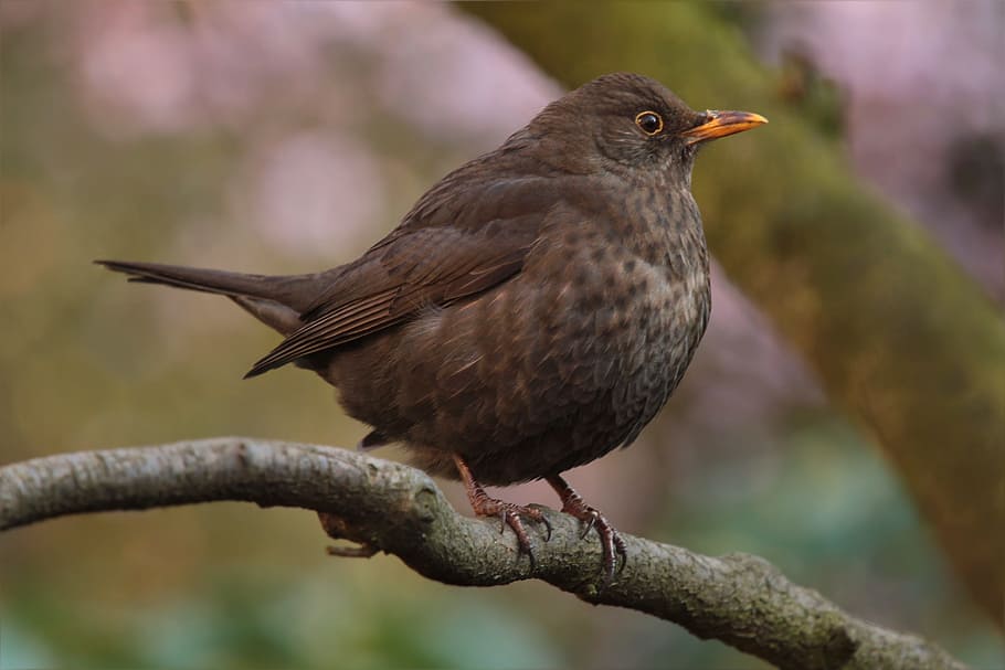 black small beaked bird on tree, throttle, spring, garden, close HD wallpaper