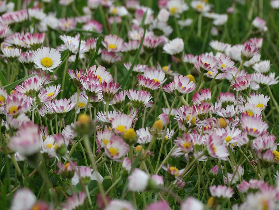 spring, flowers, meadows, flowering plant, freshness, beauty in nature HD wallpaper
