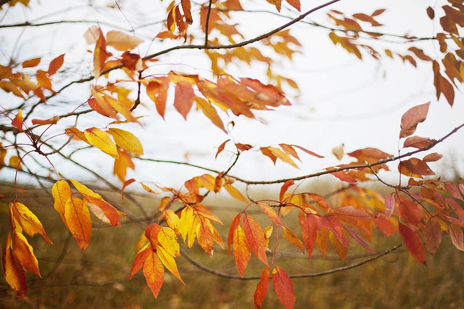 trees, leaves, autumn, fall, plant part, leaf, change, branch HD wallpaper