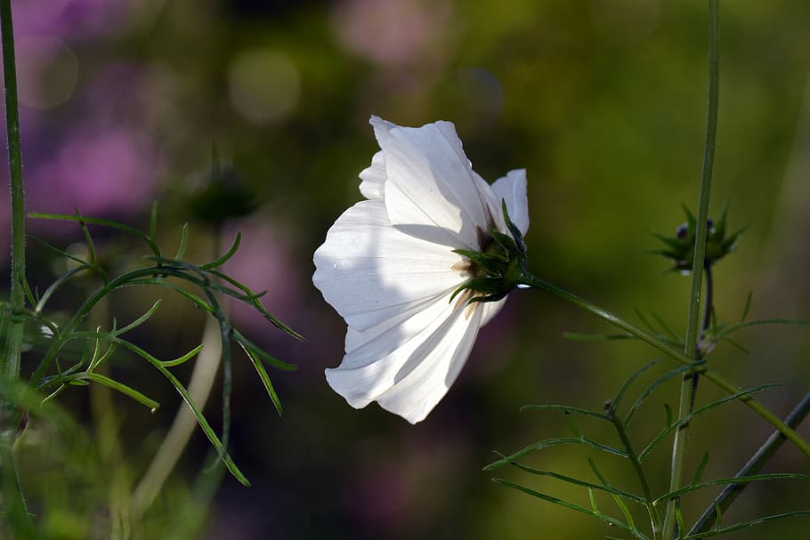 Cosmos, Garden, Summer, flower, white color, nature, petal HD wallpaper