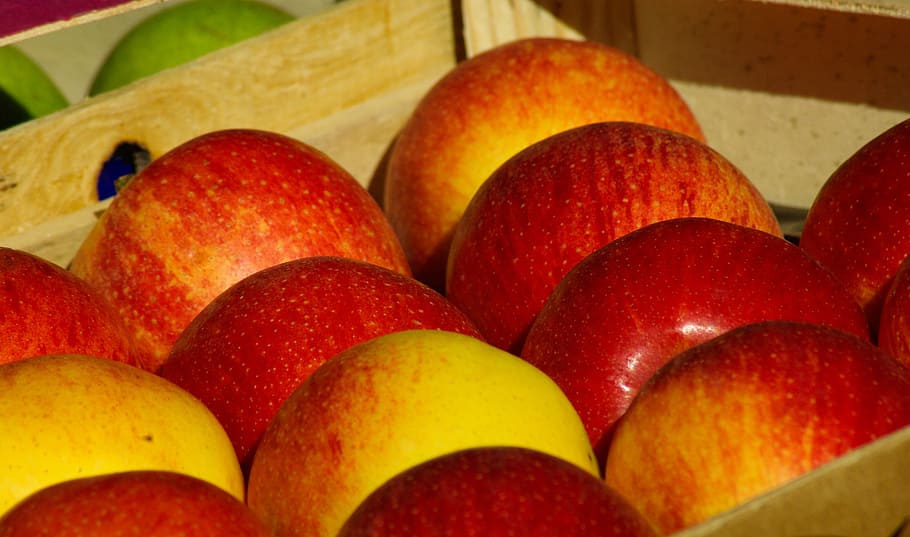 fruit, apples, fruit tree, fall, food and drink, healthy eating HD wallpaper