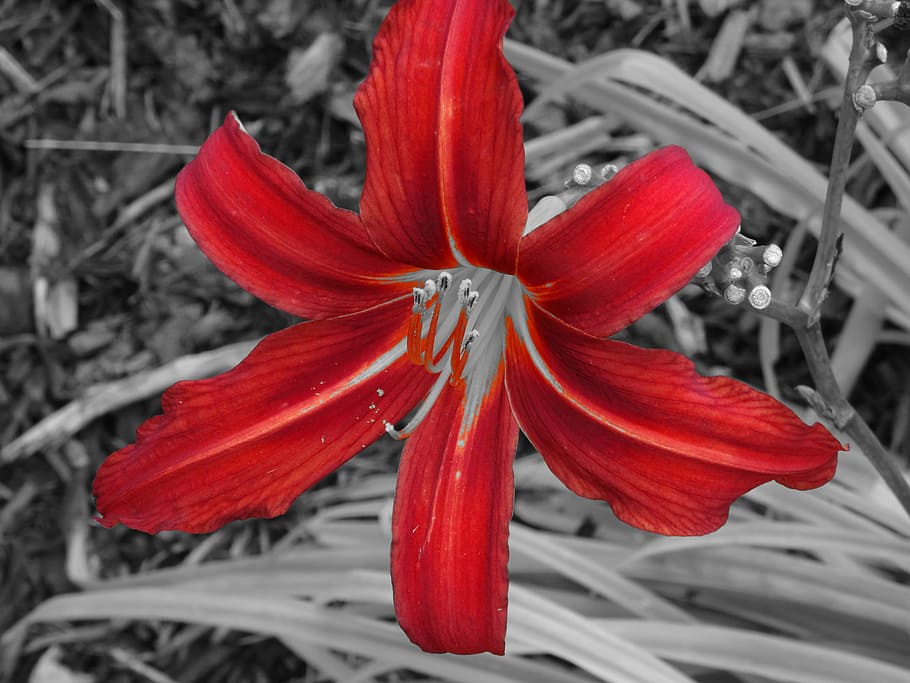 lily, flower, black red, flowering plant, petal, beauty in nature HD wallpaper
