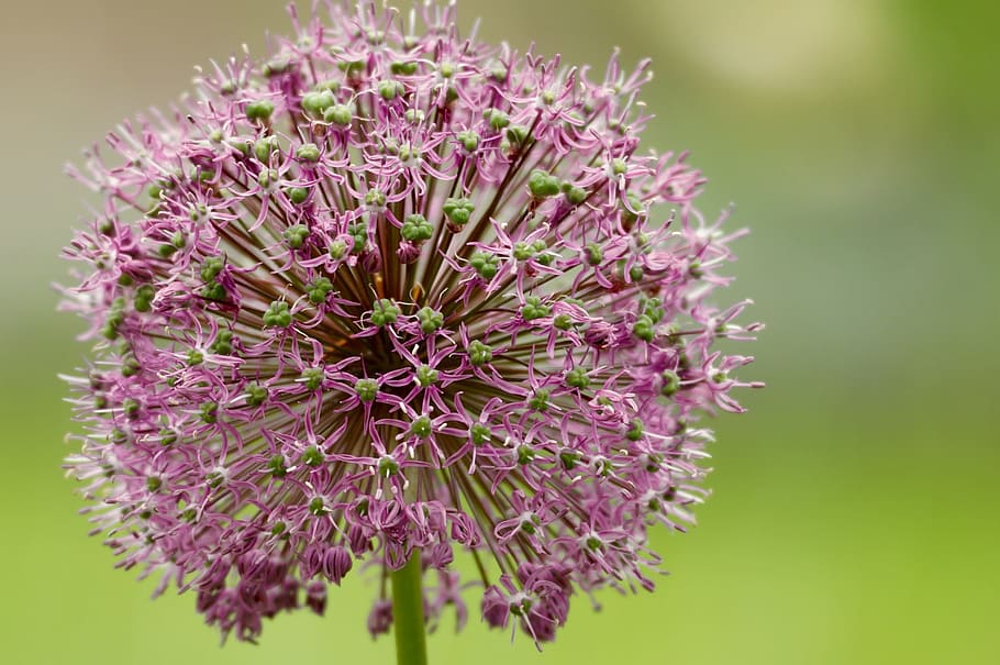 flower, blossom, bloom, bud, violet, about, flowering plant HD wallpaper
