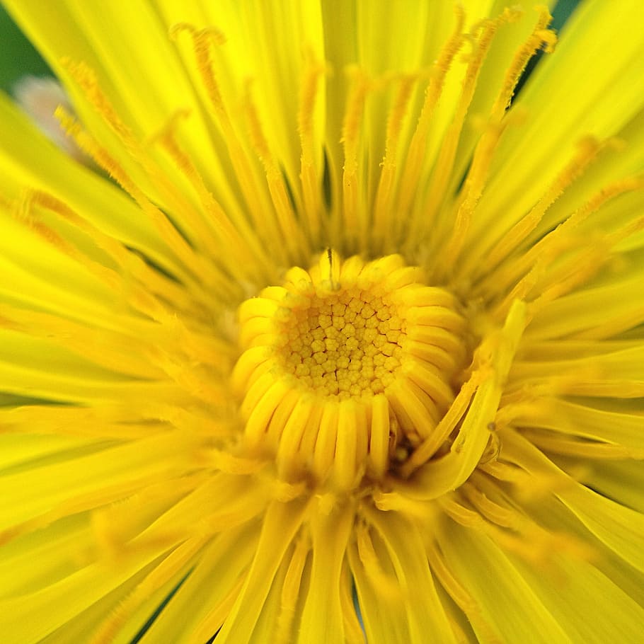 blossom, bloom, macro, close, yellow, flower, spring, plant HD wallpaper