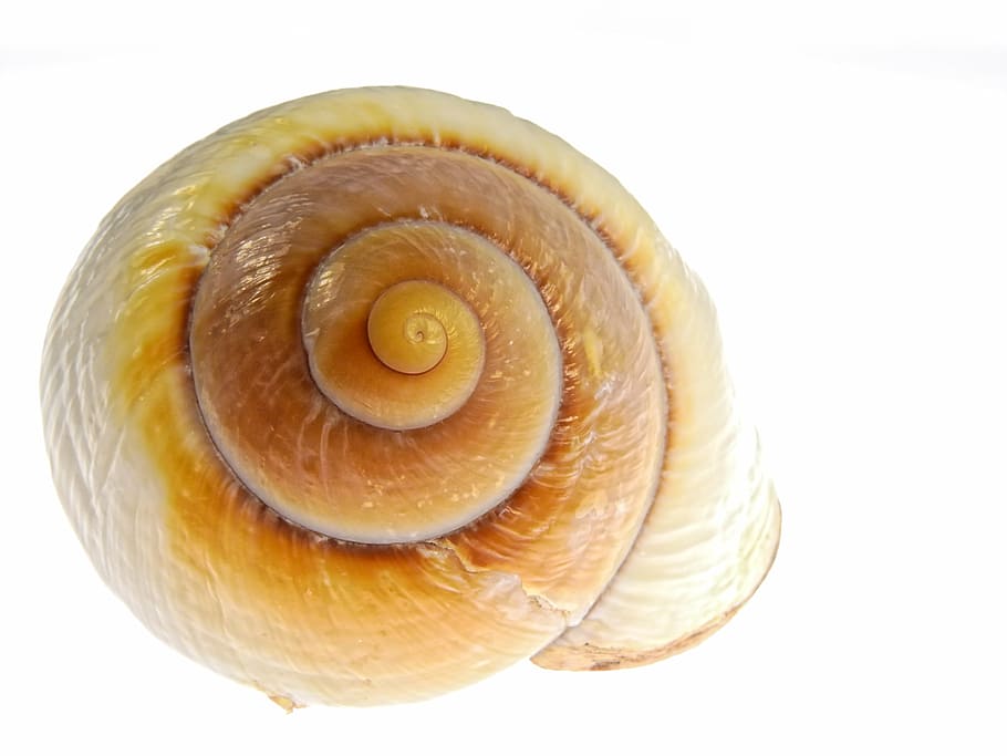 yellow shell with white background, snail, nature, mollusk HD wallpaper