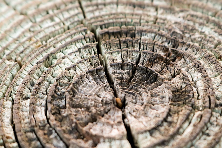 texture, pattern, structure, wood, surface, close-up, no people HD wallpaper