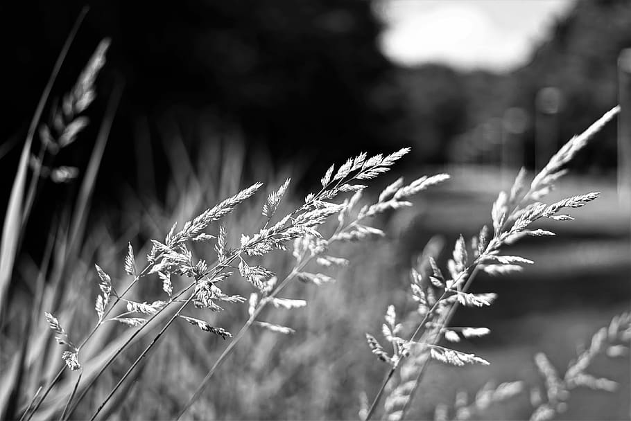 Grass, Black White, Nature, Roadside, cereal plant, agriculture HD wallpaper