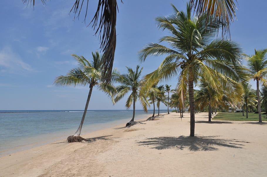 sun, palm trees, beach, sea, water, tropical climate, sky, land HD wallpaper
