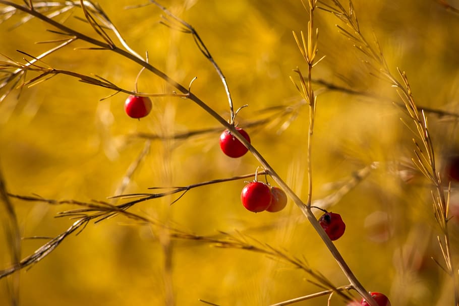 selective focus photography of red cherry fruits, berry, bush HD wallpaper