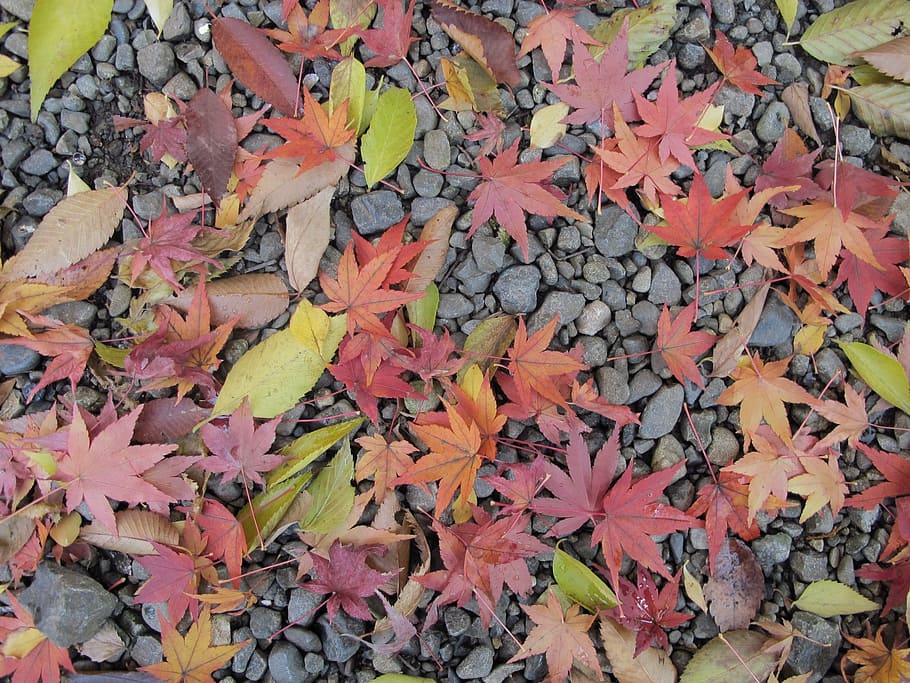 maple leaf, japan, ground, nature, autumn, season, yellow, outdoors HD wallpaper
