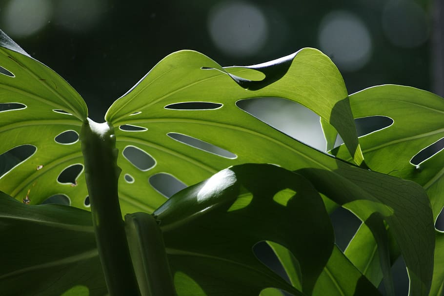 green leaf plant closeup photography, monstera, nature, light, HD wallpaper