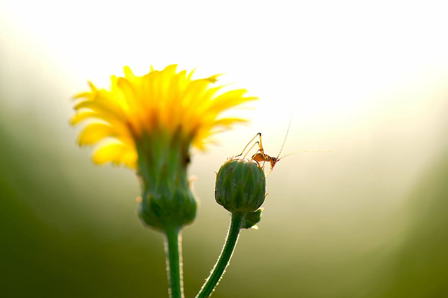 summer, flowers, insects, cub, i am happy to, harmony, backlight HD wallpaper