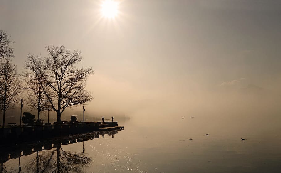 bare tree on dock, Fog, Sun, Landscape, Mood, Sunrise, morning sun HD wallpaper