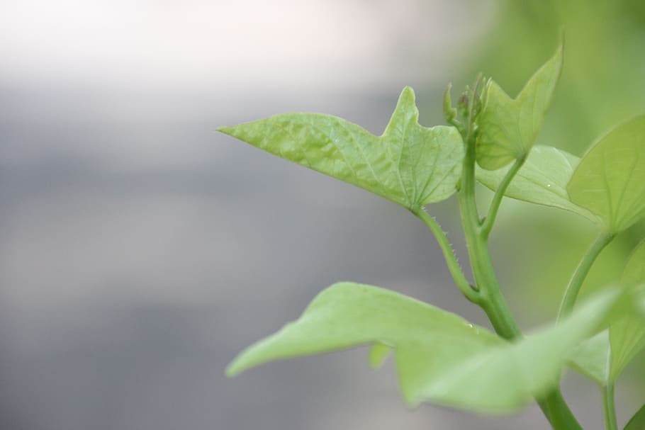 green leaf, grass, flower, plant part, green color, close-up HD wallpaper