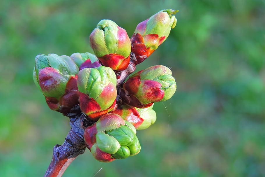 bud, cherry, nature, plant, leaf, flower, growth, focus on foreground HD wallpaper
