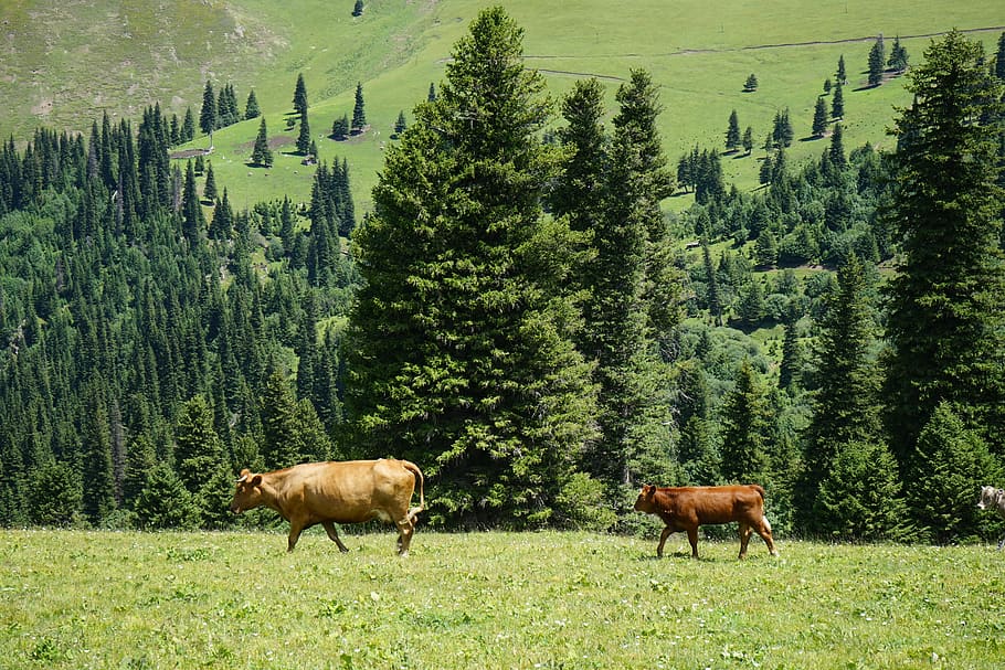 pine tree, cow, grassland, plant, mammal, field, animal themes HD wallpaper