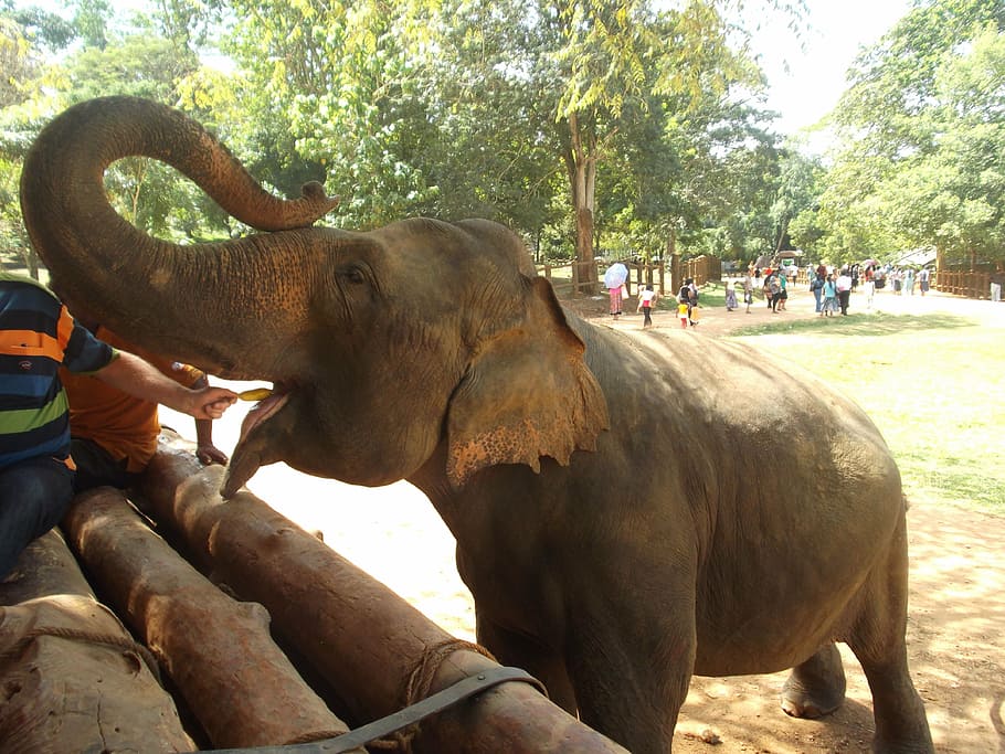 elephant, feed, feeding, eat, sri lanka, mammal, animal wildlife HD wallpaper