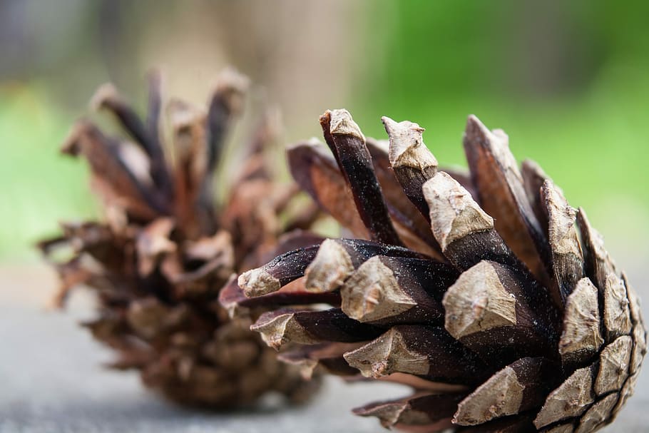 Cones, Pine, Macro, Nature, focus on foreground, no people HD wallpaper
